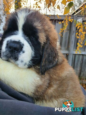 Pure-bred Saint Bernard puppies