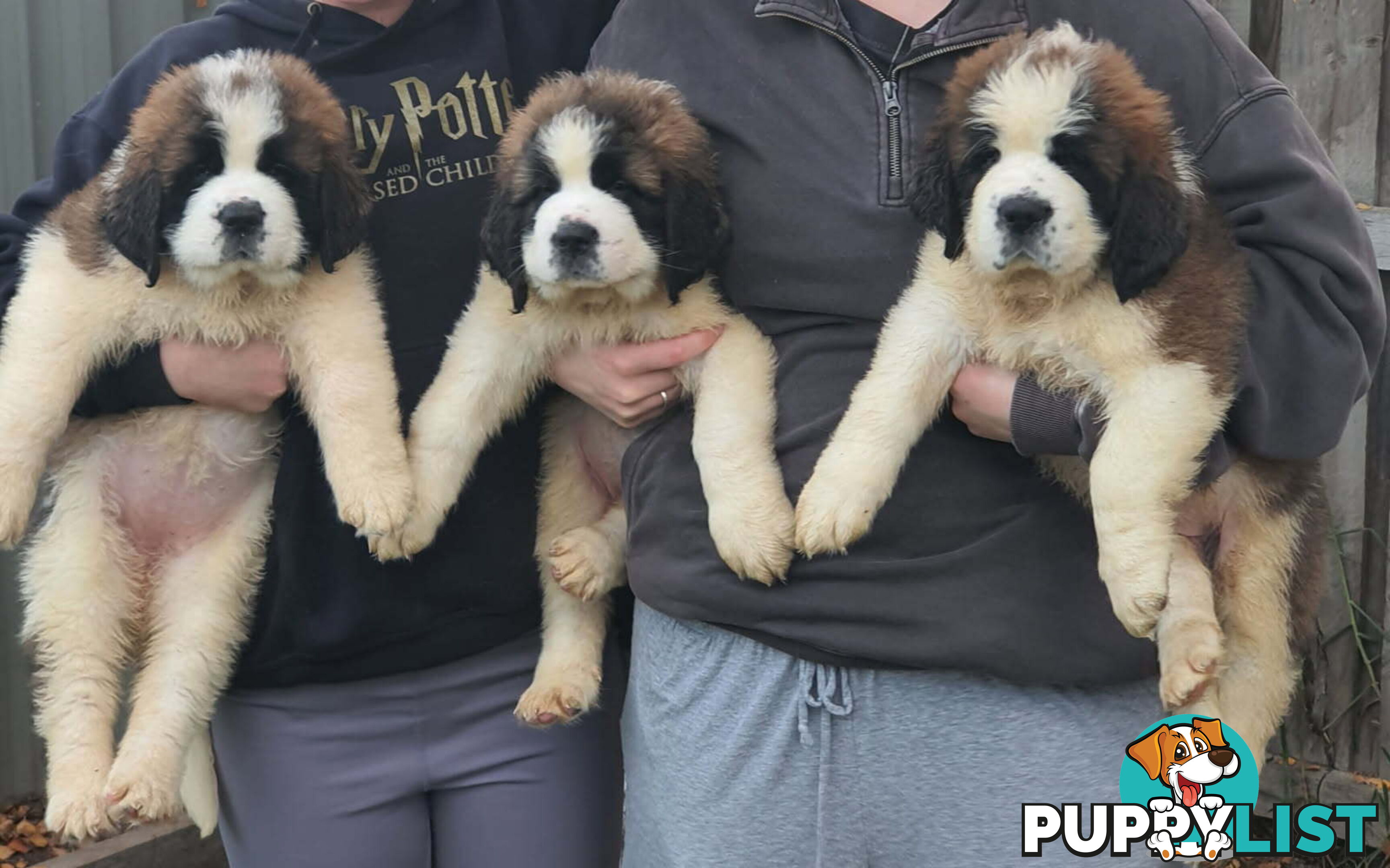 Pure-bred Saint Bernard puppies