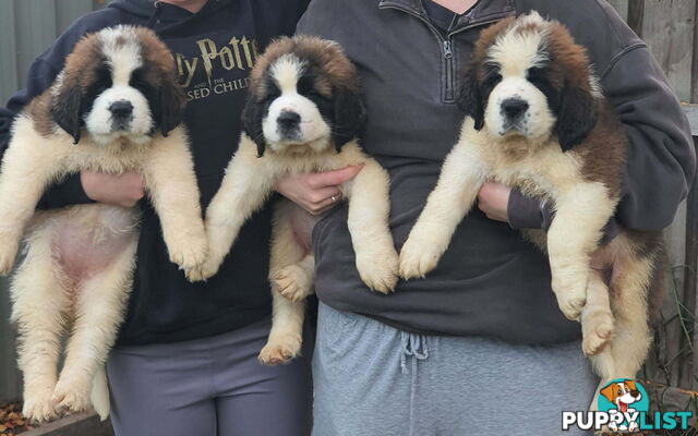 Pure-bred Saint Bernard puppies