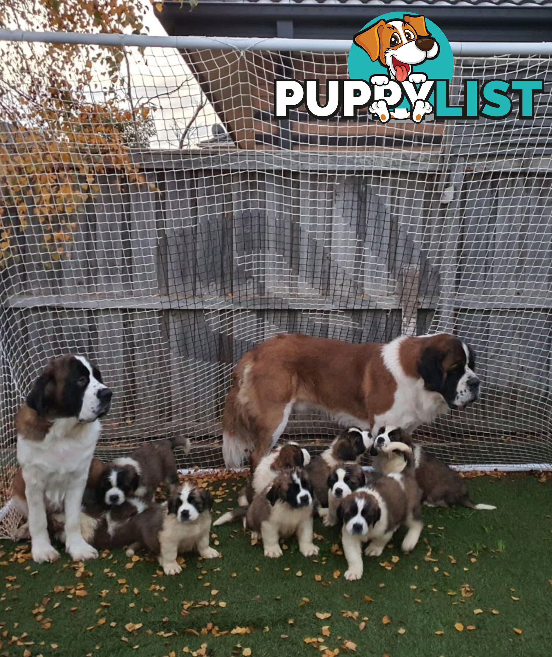 Pure-bred Saint Bernard puppies