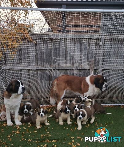 Pure-bred Saint Bernard puppies