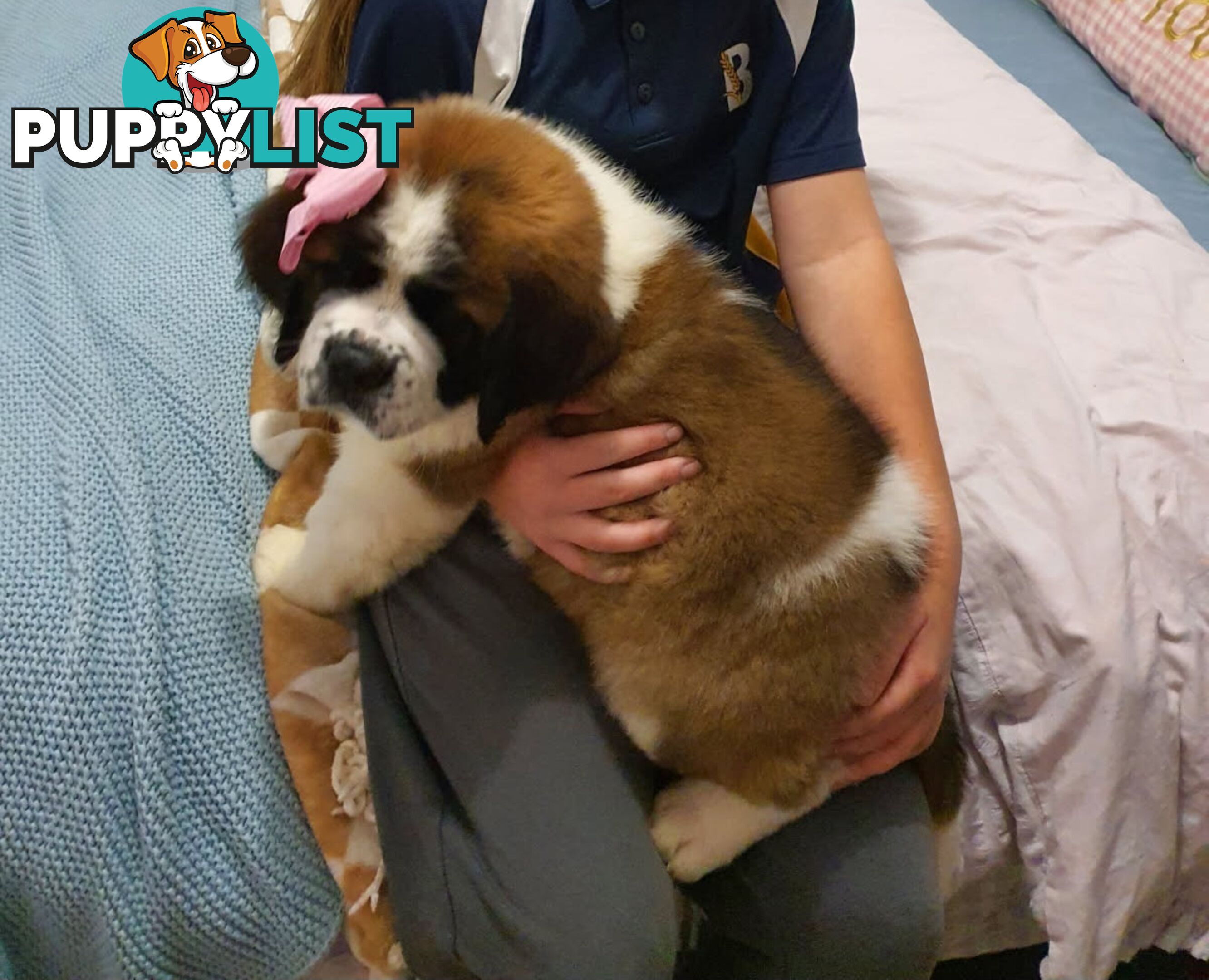 Pure-bred Saint Bernard puppies