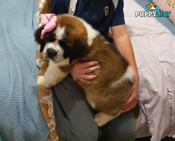 Pure-bred Saint Bernard puppies