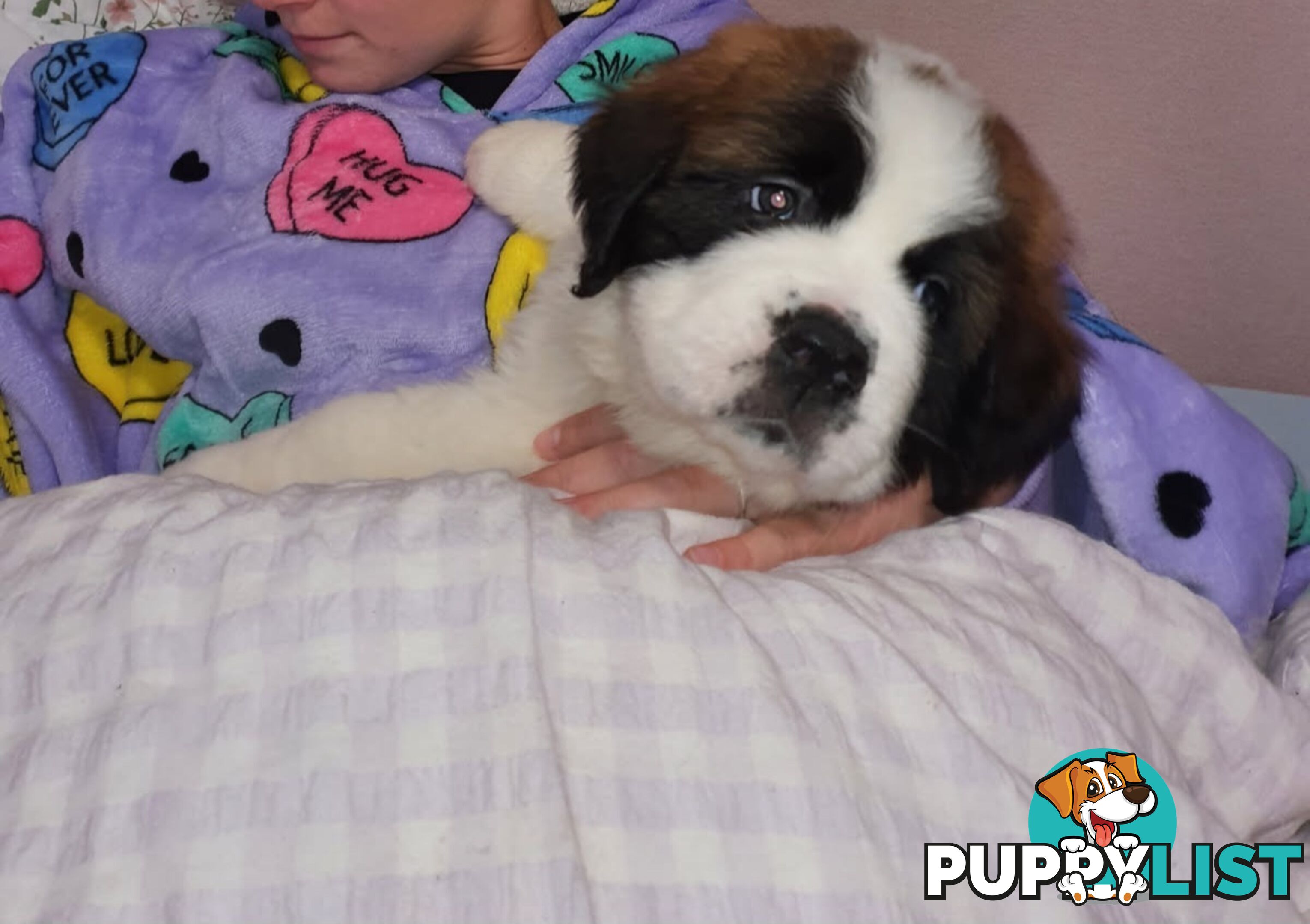Pure-bred Saint Bernard puppies