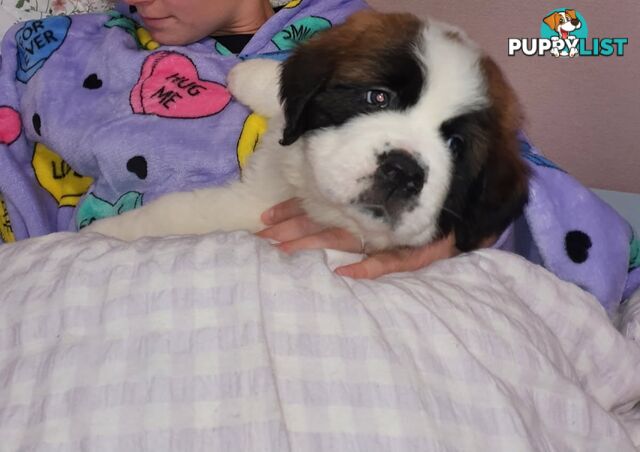 Pure-bred Saint Bernard puppies