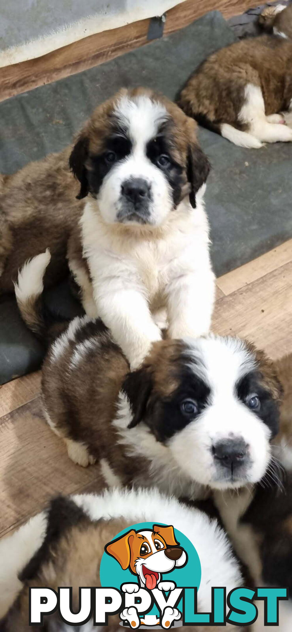Pure-bred Saint Bernard puppies