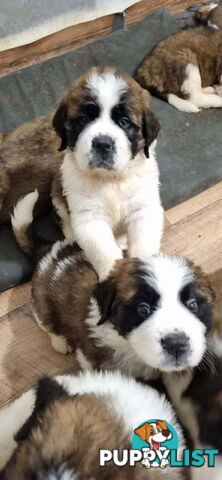 Pure-bred Saint Bernard puppies