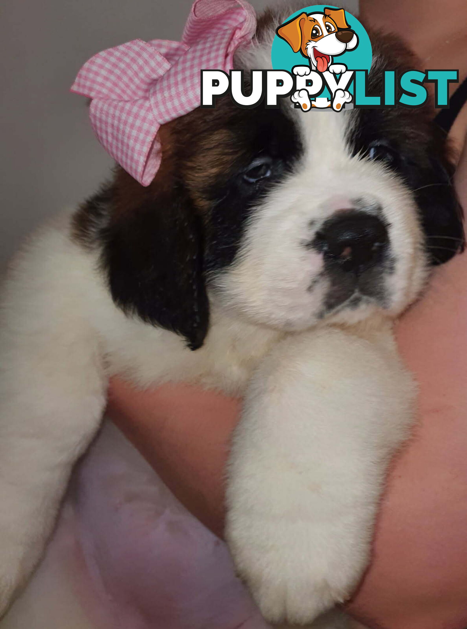 Pure-bred Saint Bernard puppies
