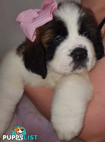 Pure-bred Saint Bernard puppies
