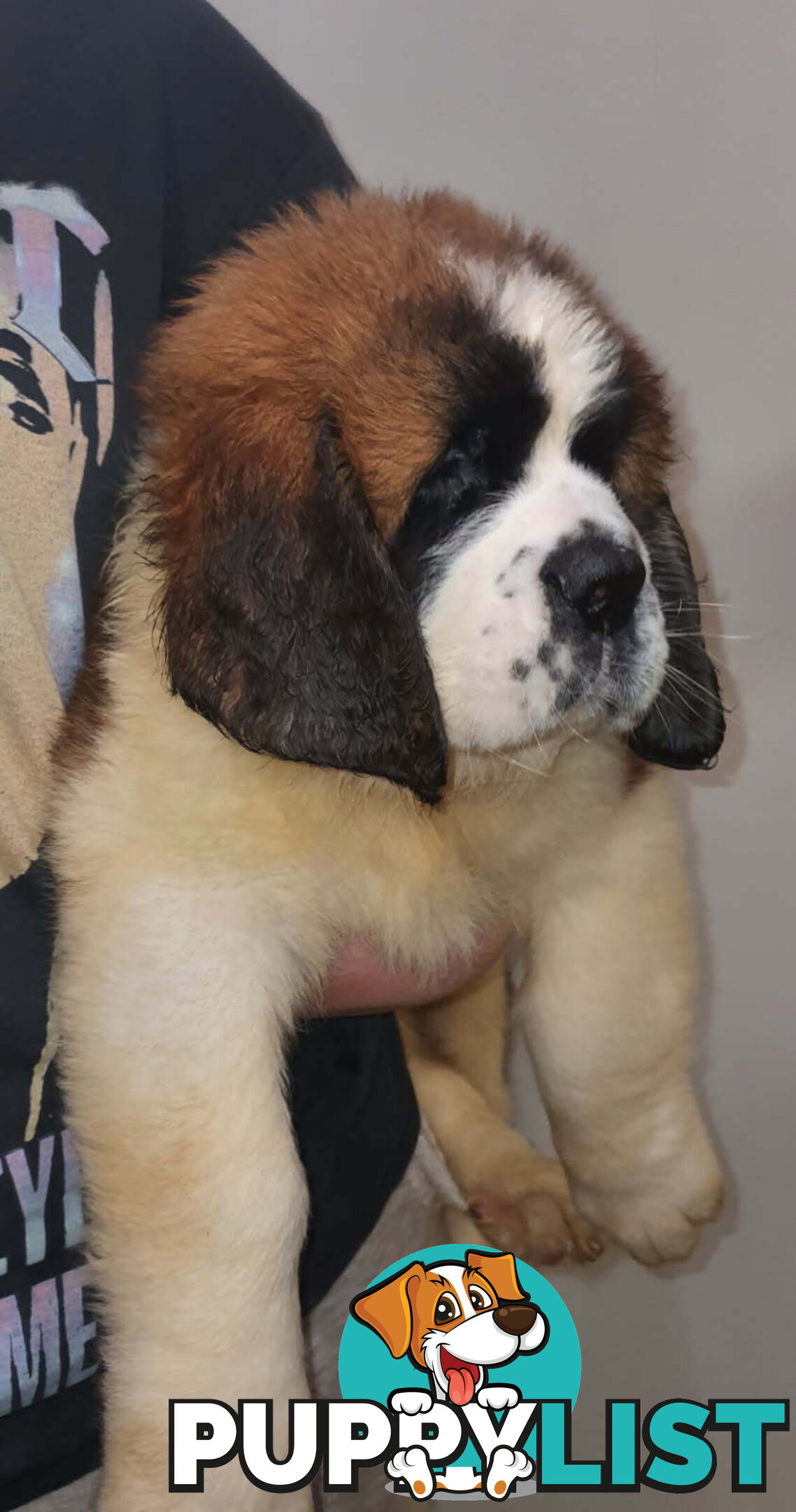 Pure-bred Saint Bernard puppies