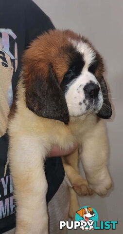 Pure-bred Saint Bernard puppies