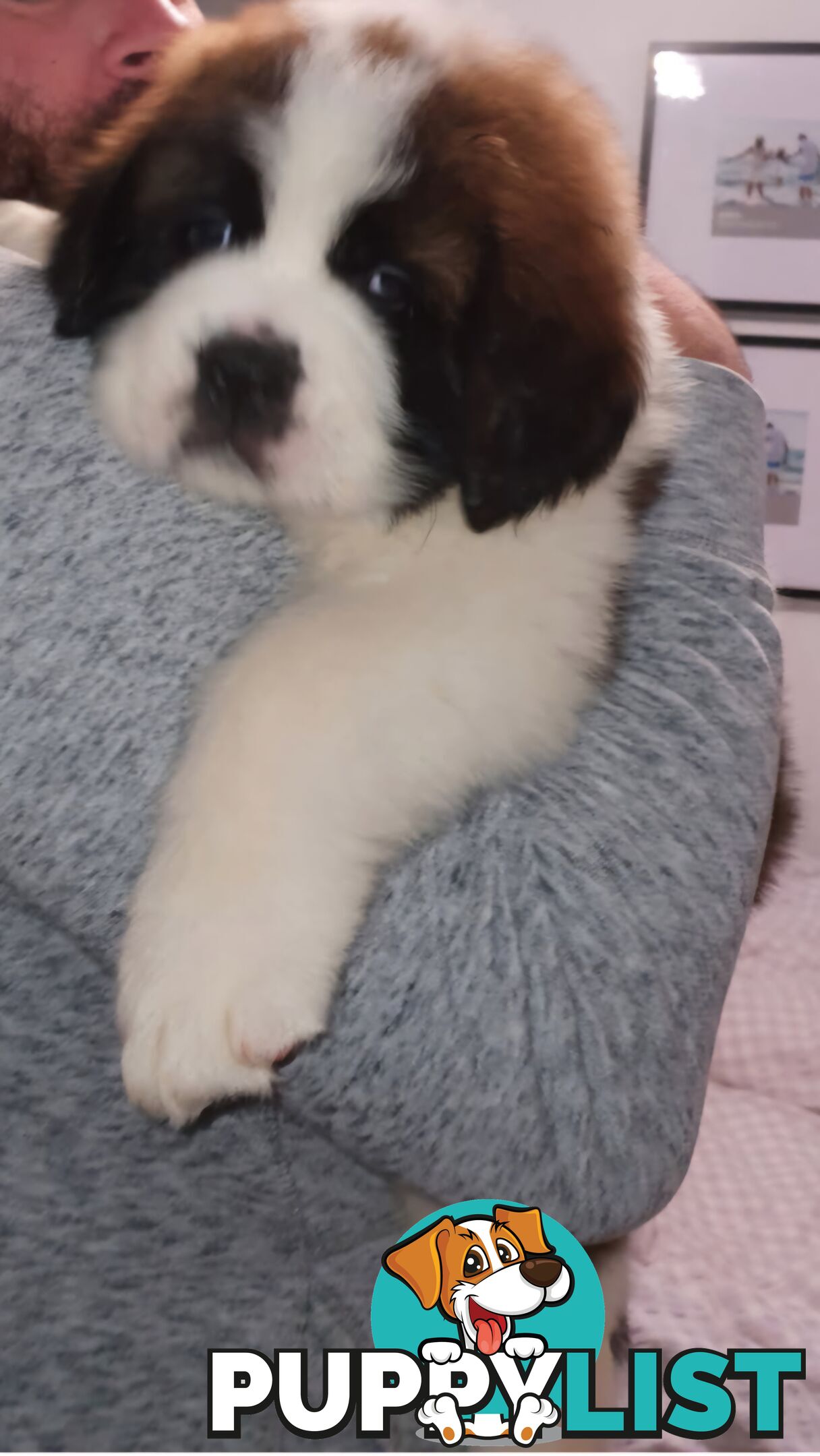 Pure-bred Saint Bernard puppies