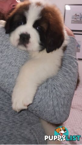 Pure-bred Saint Bernard puppies