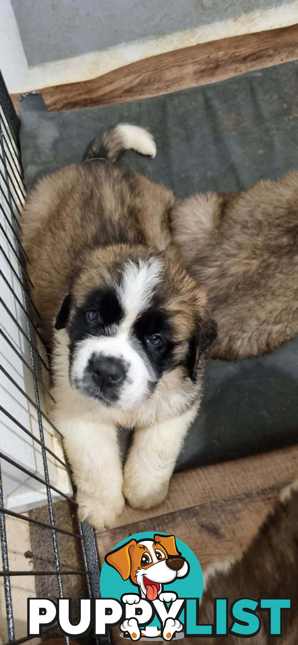 Pure-bred Saint Bernard puppies
