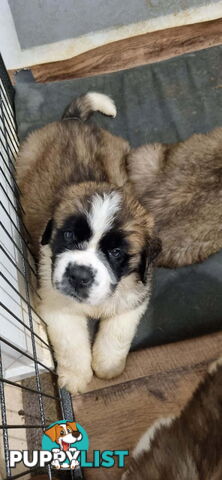 Pure-bred Saint Bernard puppies