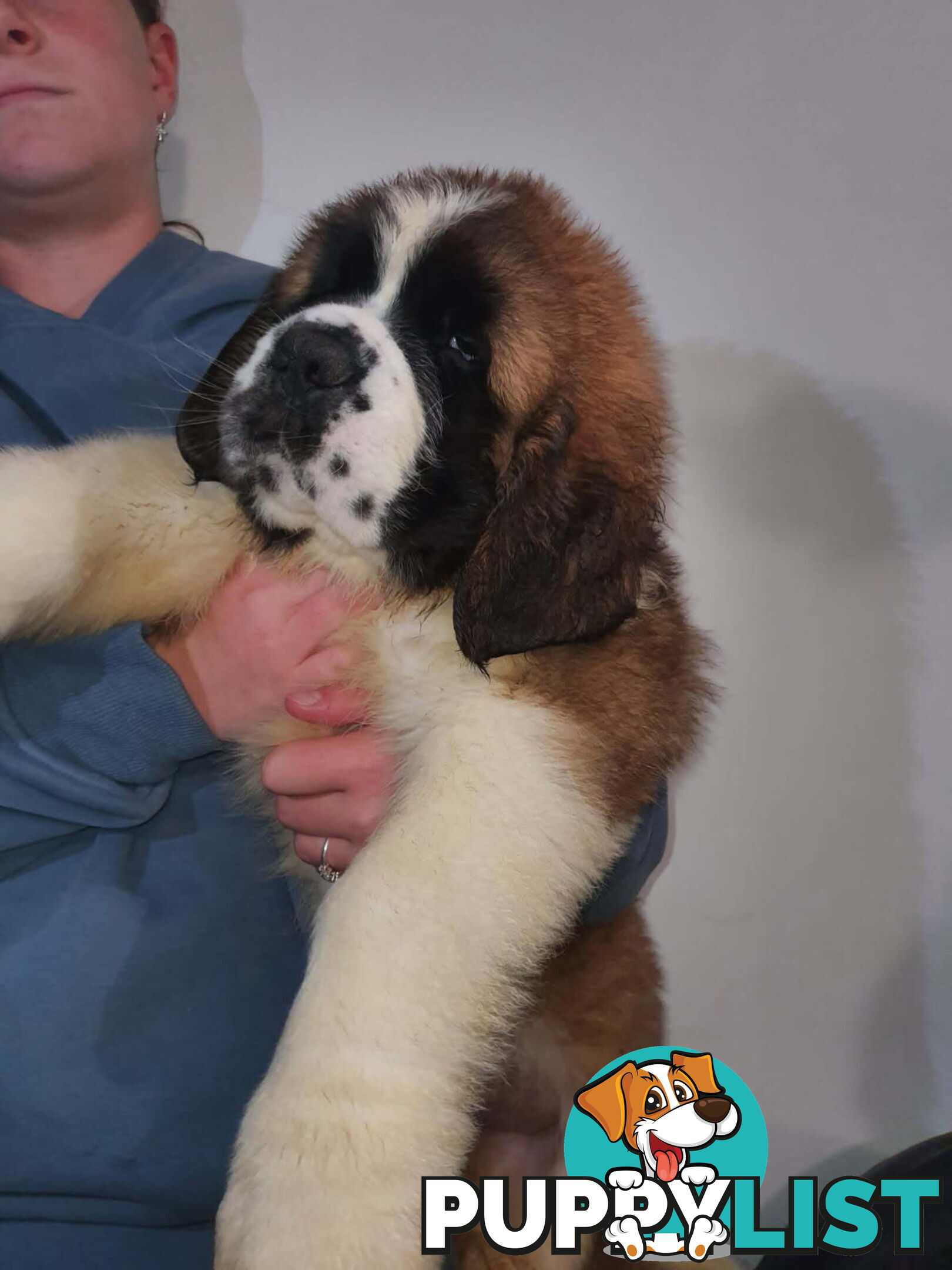 Pure-bred Saint Bernard puppies