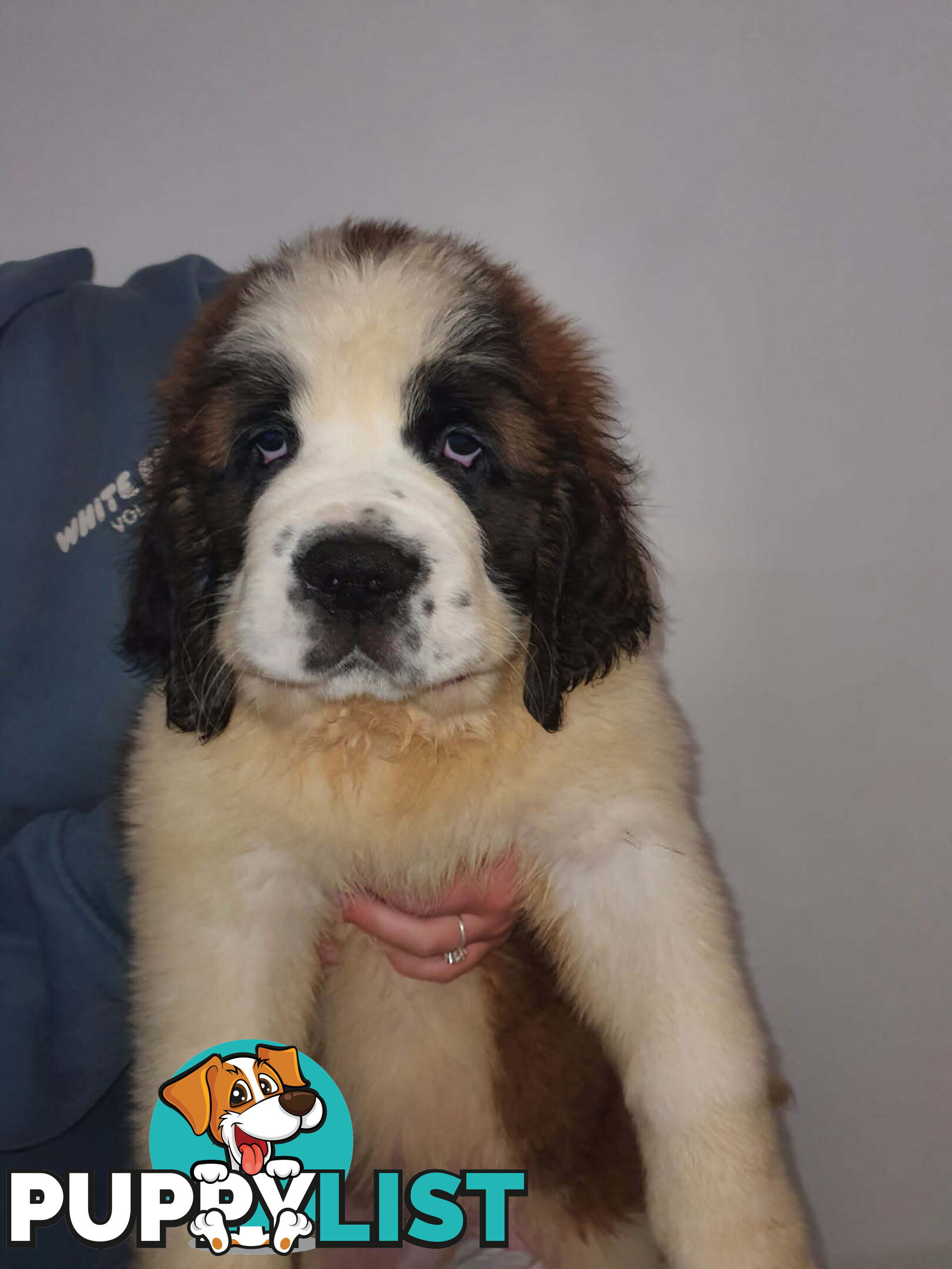 Pure-bred Saint Bernard puppies