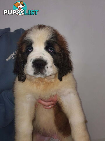 Pure-bred Saint Bernard puppies