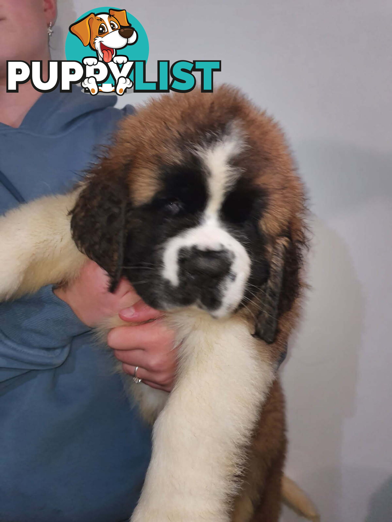 Pure-bred Saint Bernard puppies