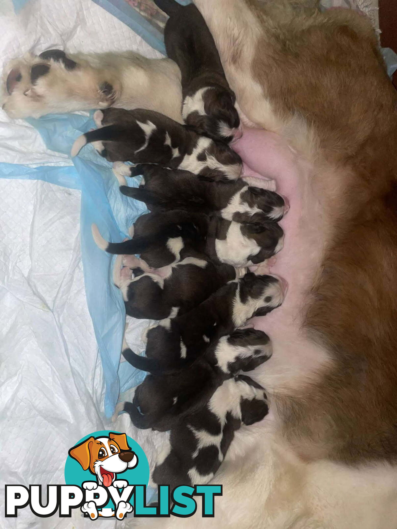 Pure-bred Saint Bernard puppies
