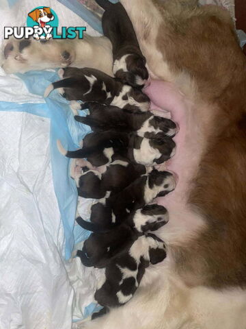 Pure-bred Saint Bernard puppies