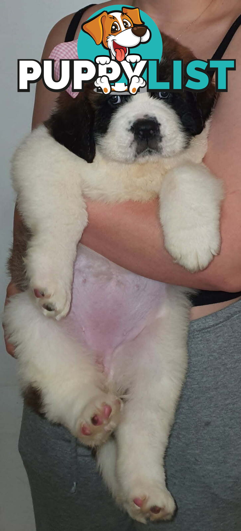 Pure-bred Saint Bernard puppies