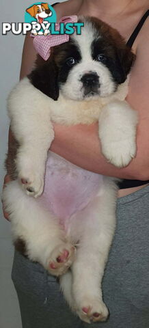 Pure-bred Saint Bernard puppies