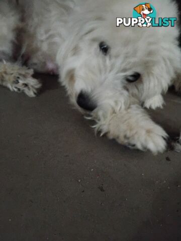 Puppy,  6 weeks old by Xmas