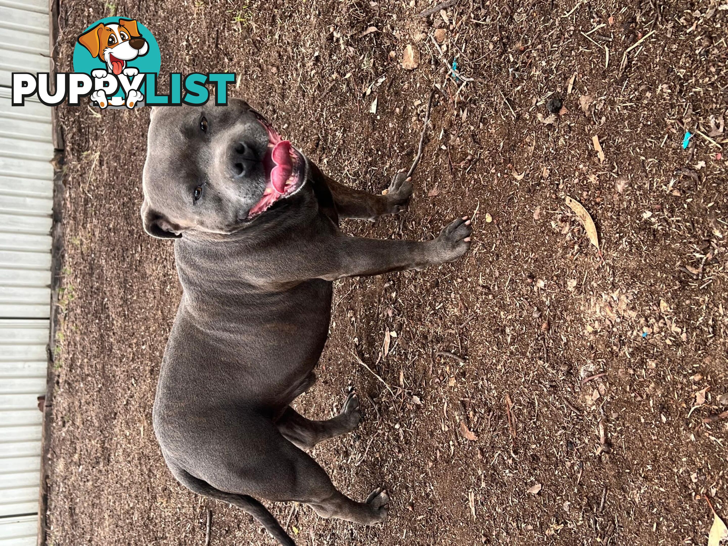 Purebred Blue Staffy Puppies