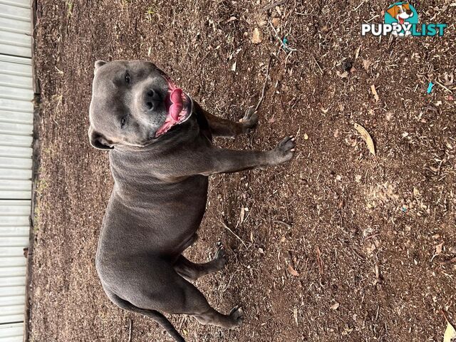 Purebred Blue Staffy Puppies