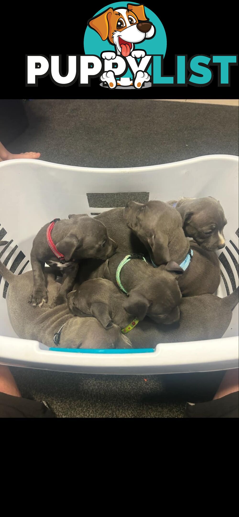 Purebred Blue Staffy Puppies