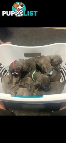 Purebred Blue Staffy Puppies