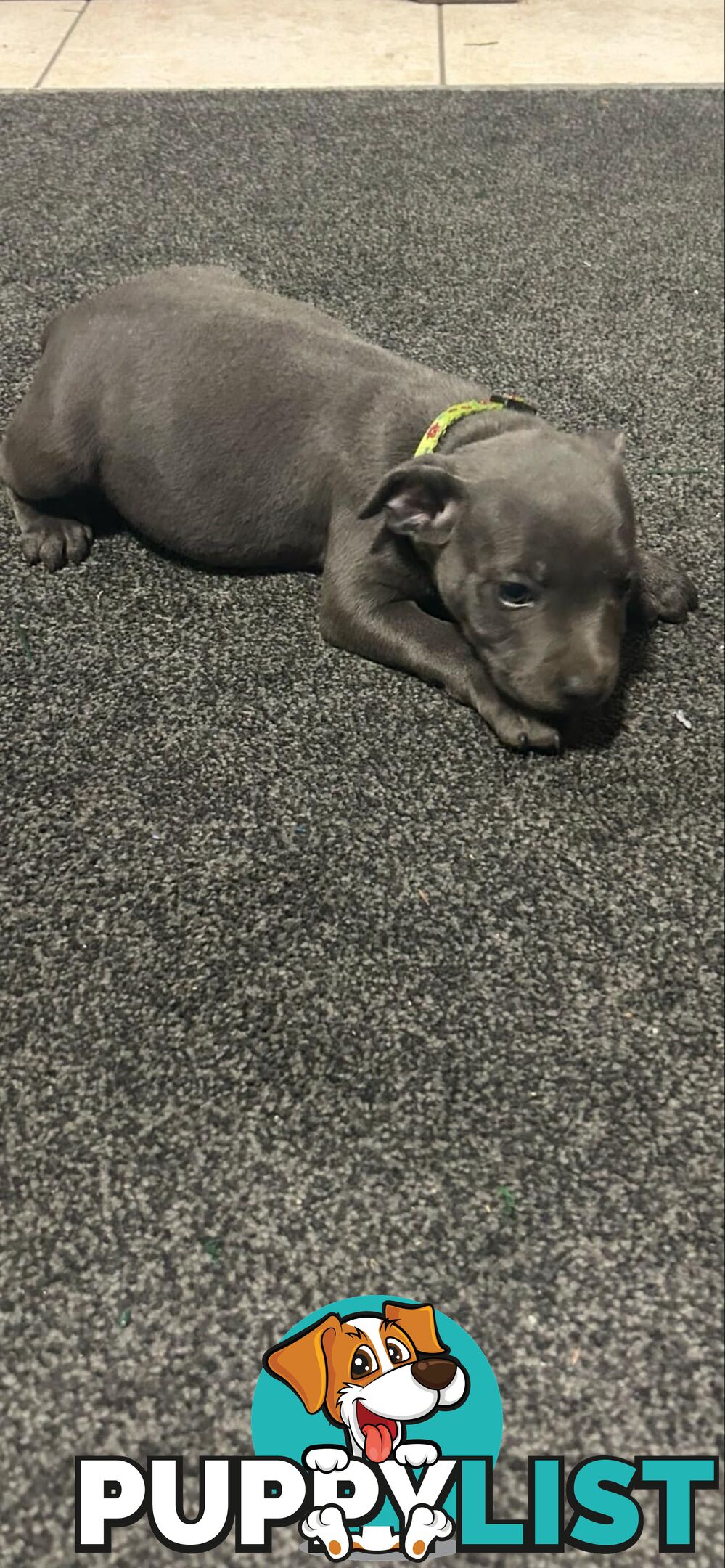 Purebred Blue Staffy Puppies