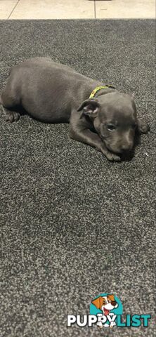 Purebred Blue Staffy Puppies