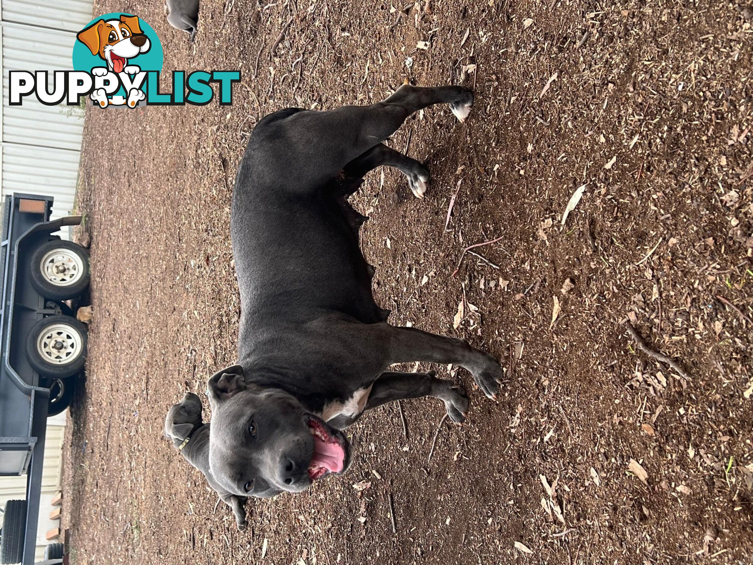 Purebred Blue Staffy Puppies