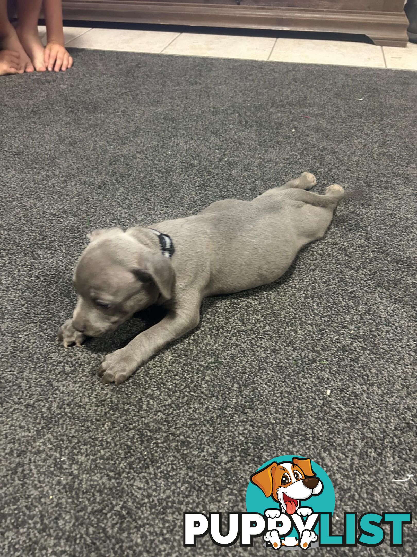 Purebred Blue Staffy Puppies