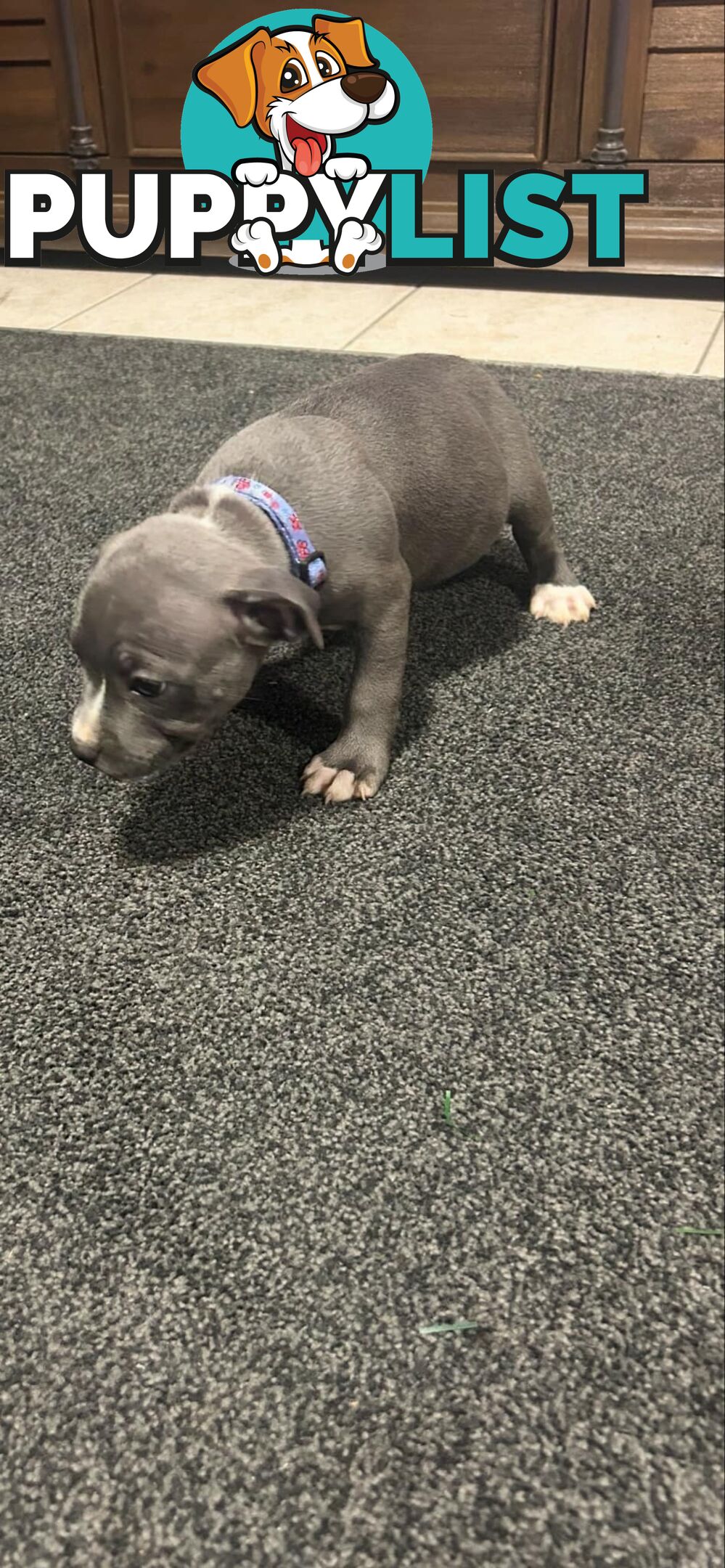 Purebred Blue Staffy Puppies