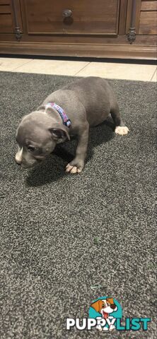 Purebred Blue Staffy Puppies