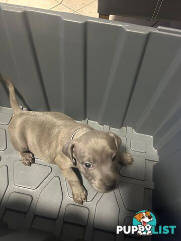 Purebred Blue Staffy Puppies