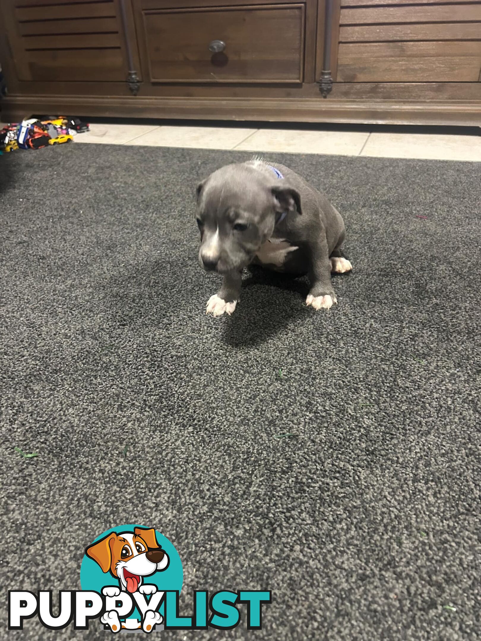 Purebred Blue Staffy Puppies