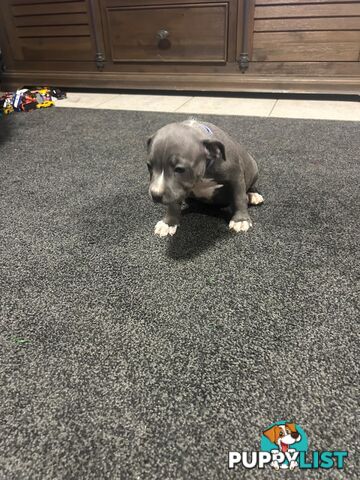 Purebred Blue Staffy Puppies