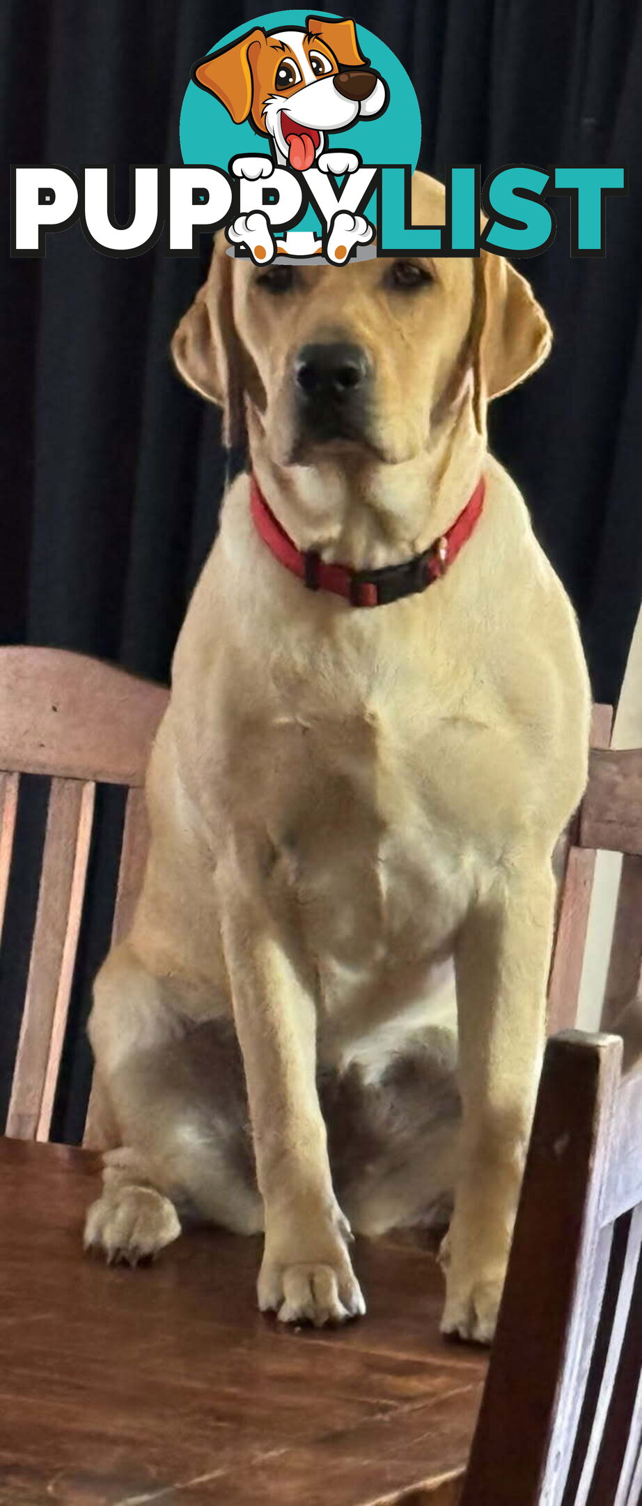 Purebred Labrador Puppies