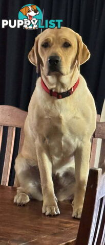 Purebred Labrador Puppies
