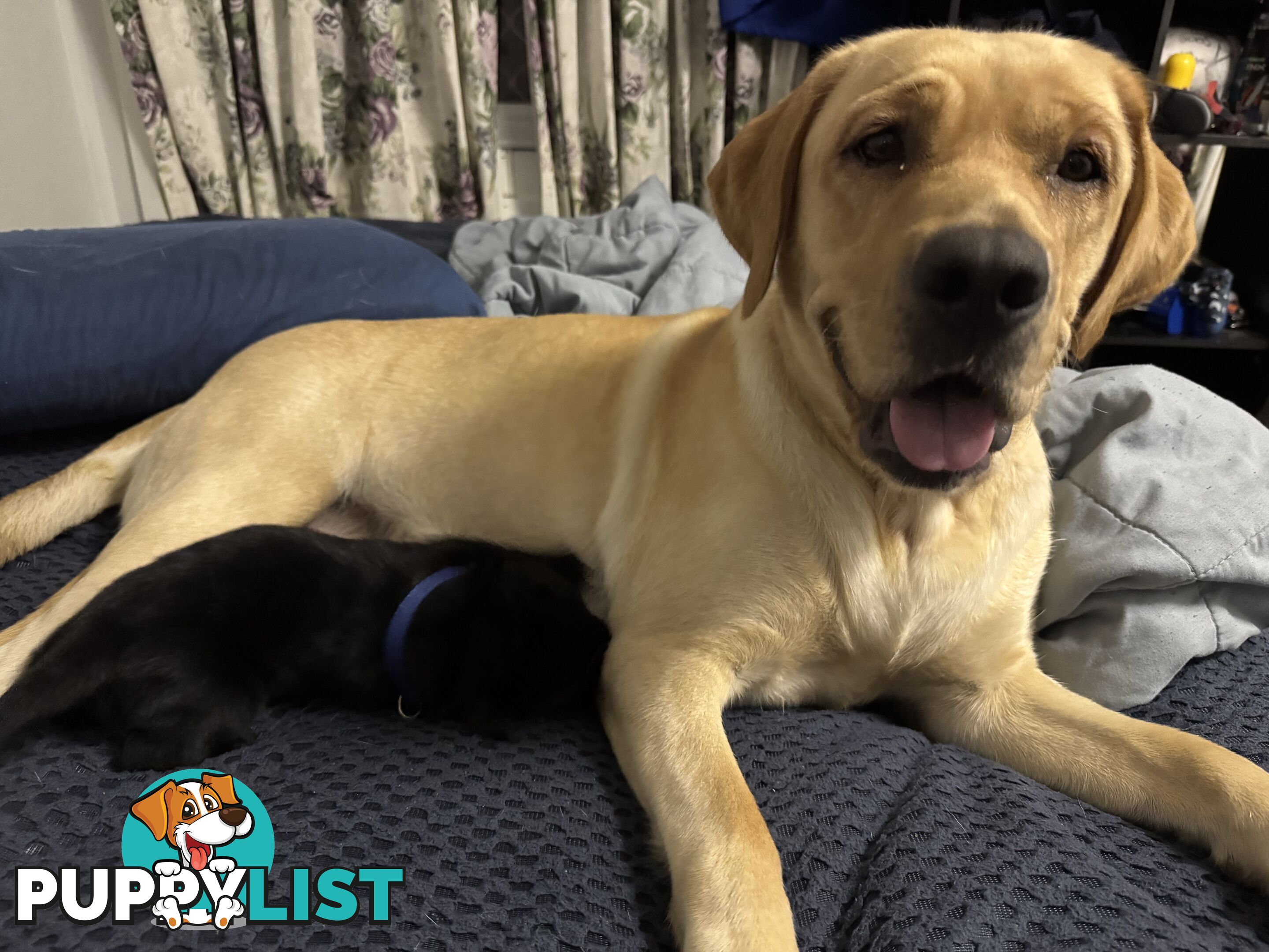 Purebred Labrador Puppies