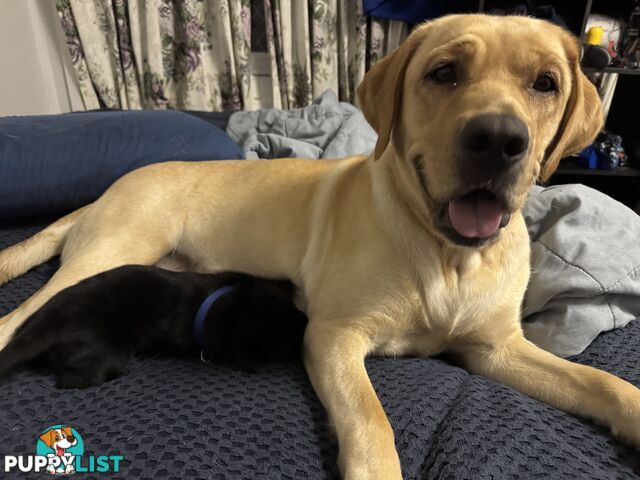 Purebred Labrador Puppies