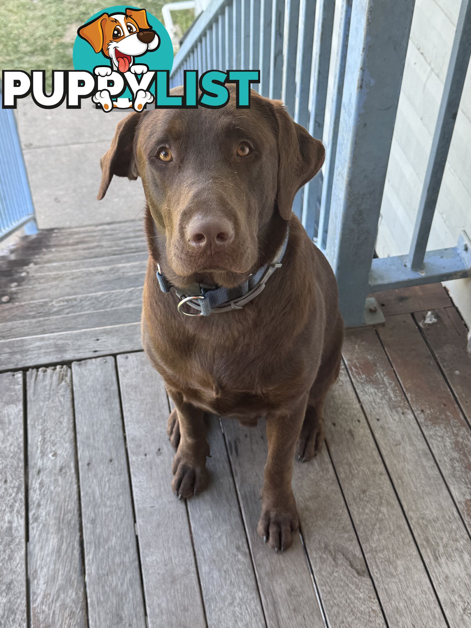 Purebred Labrador Puppies