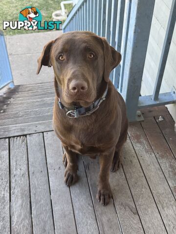 Purebred Labrador Puppies