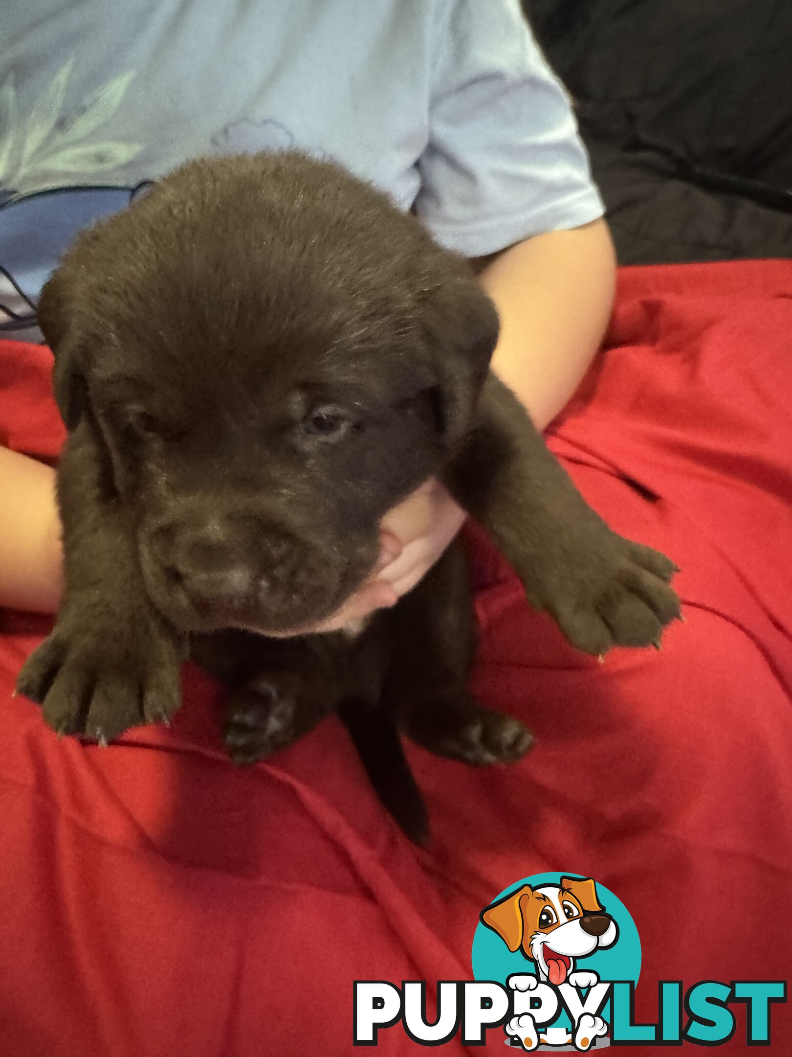 Purebred Labrador Puppies