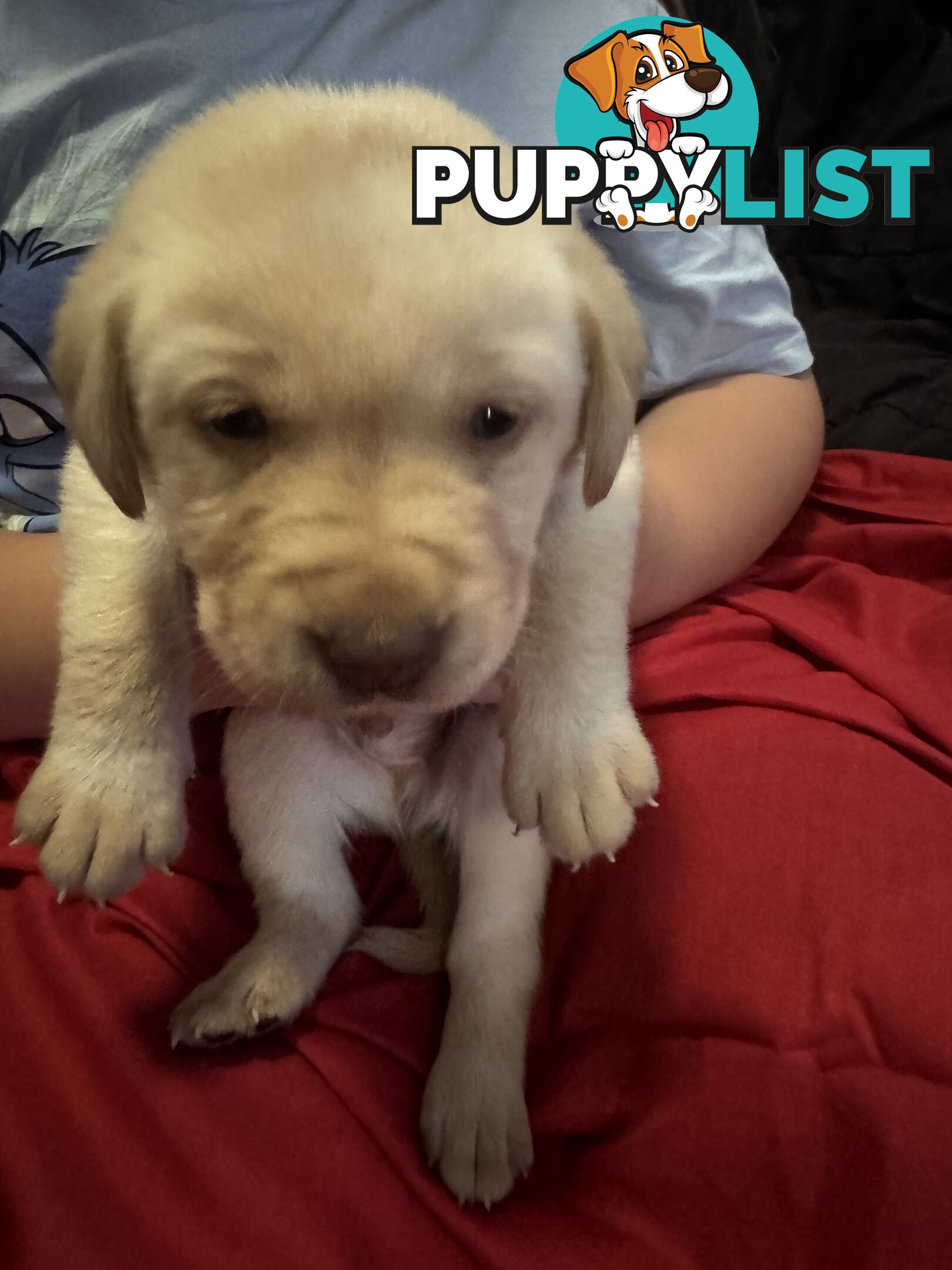 Purebred Labrador Puppies
