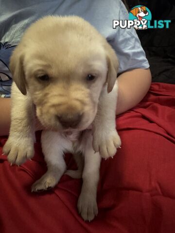 Purebred Labrador Puppies